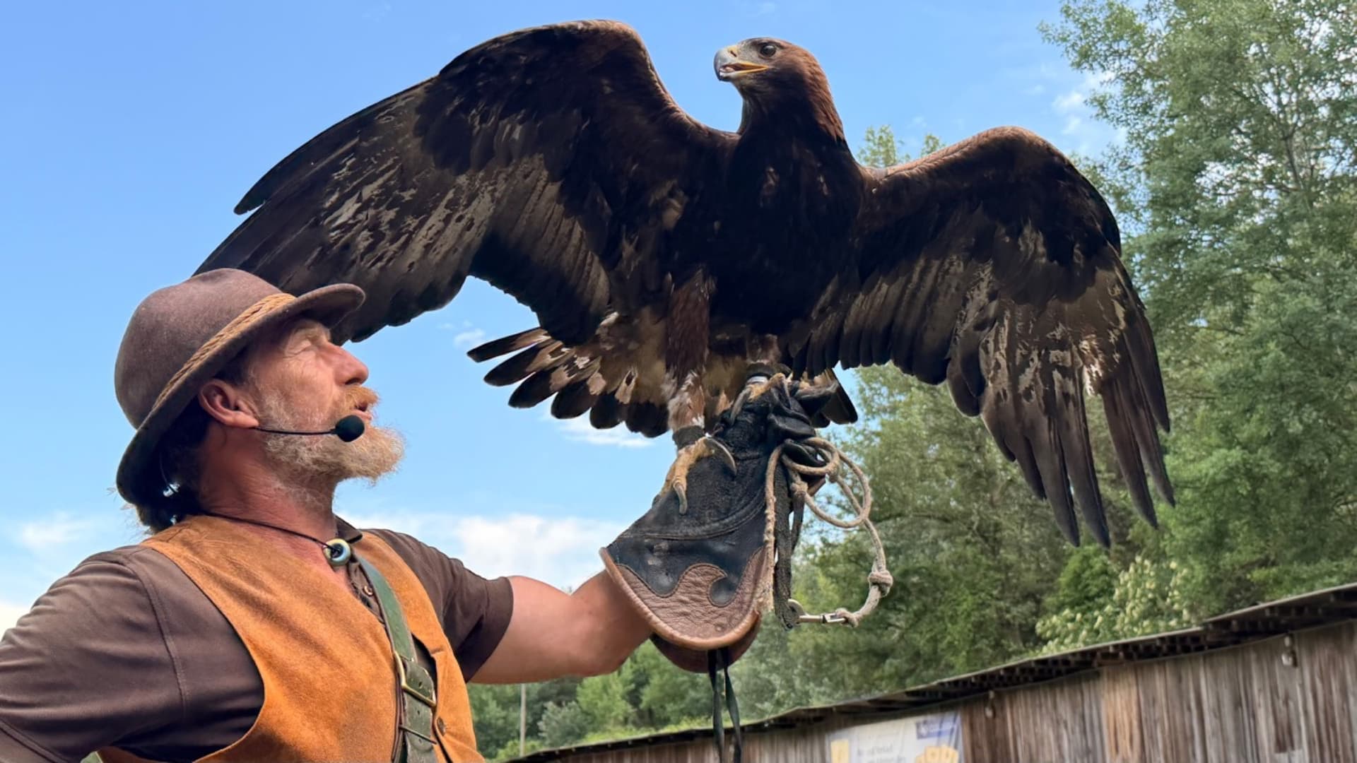 Steinadler bei der Flugshow am Falkenhof Heldenberg