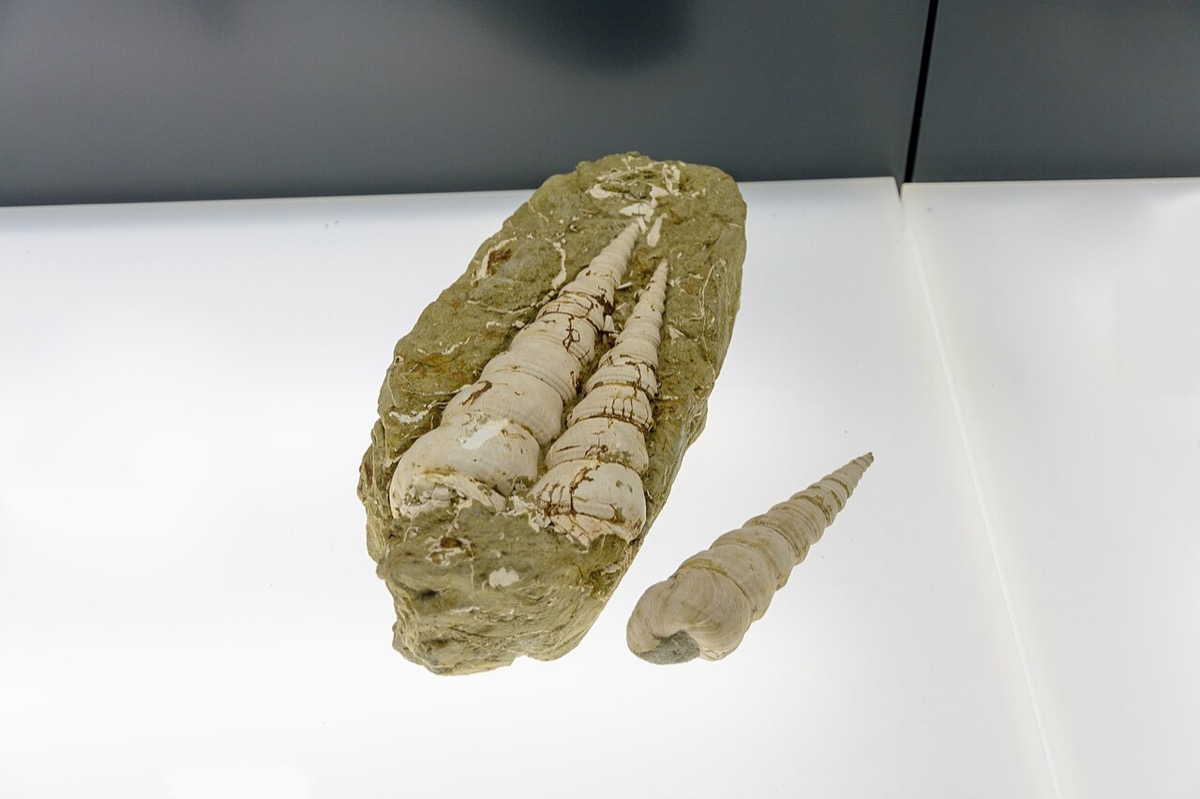 fossilienwelt stetten