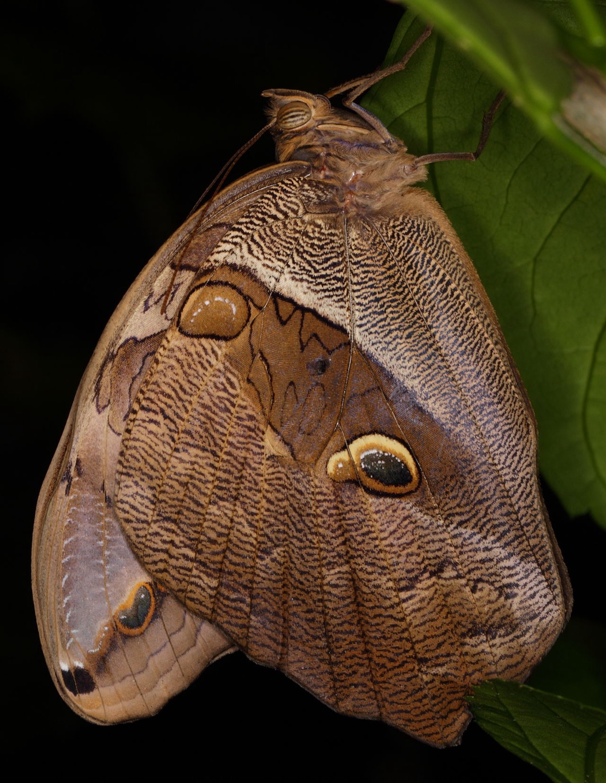 schmetterlingshaus wien